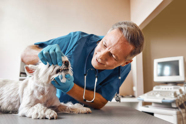 Best Affordable Emergency Dental Care  in Mount Rainier, MD